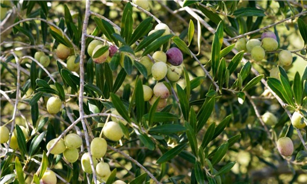 Zeytin okulu mezunlarını verdi!