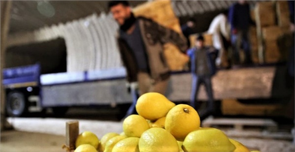 Limon ihracatına yasak mı geliyor?