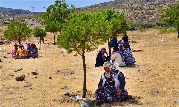 Manisa’da köylüler çam ağaçları için nöbet tutuyor