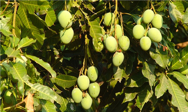 Mango üreticisi dönümden 60 bin TL kazanıyor Mango üreticisi dönümden 60 bin TL kazanıyor