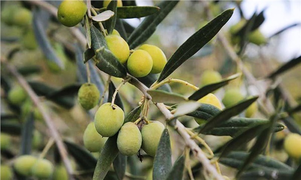 Sofralık zeytin ilk kez prim desteği alacak Sofralık zeytin ilk kez prim desteği alacak