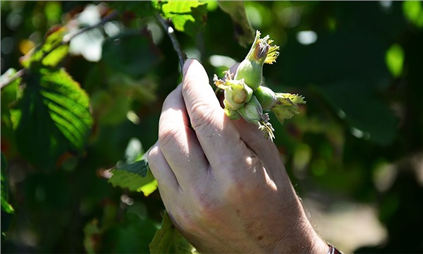 Fındığın yeni fiyatı beklentilerin neresine denk geliyor? Fındığın yeni fiyatı beklentilerin neresine denk geliyor?