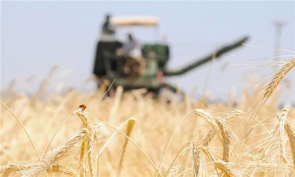 TMO’dan buğday, arpa ve mısır hamleleri