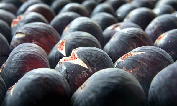 Kurutulabilen ilk siyah incir geliştirildi
