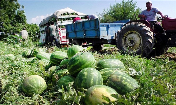 Atça karpuzunun markalaşma öyküsü Atça karpuzunun markalaşma öyküsü