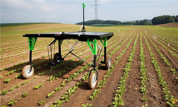 Bu robot yabancı otları avlıyor! Bu robot yabancı otları avlıyor!