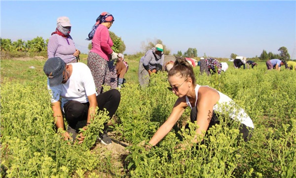 Otel işletmeciliğinden stevia üreticiliğine