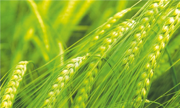 Corteva Agriscience Corteva Agriscience