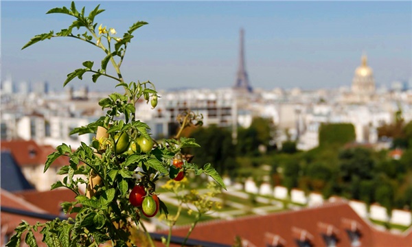 Eiffel’in gölgesinde tarım! Eiffel’in gölgesinde tarım!