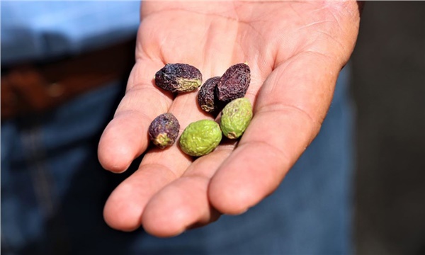 Çöl sıcaklarına zeytin bile dayanamıyor