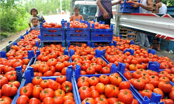 Domateste ihracat kapıları önce büyük üreticilere açılacak