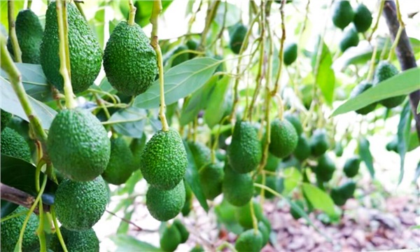 Avokado üreticileri meyve hırsızlarına karşı Avokado üreticileri meyve hırsızlarına karşı