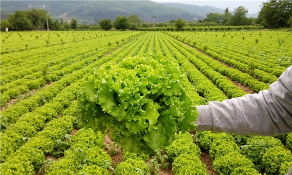 Marulda bolluk içinde yokluk yaşanıyor Marulda bolluk içinde yokluk yaşanıyor