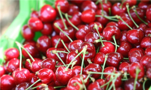 Türk kirazı Çin yolcusu Türk kirazı Çin yolcusu