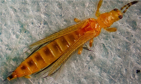 Çilek ihracatına thrips engeli Çilek ihracatına thrips engeli