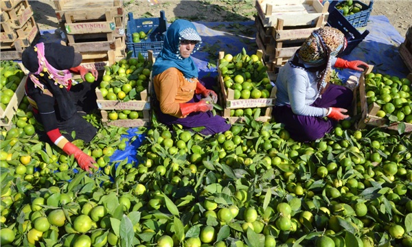 Beklenen düşüşün haberini mandalina verdi