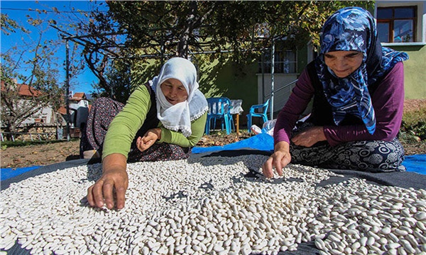 Bu fasulye geçmişi bugüne taşıyor Bu fasulye geçmişi bugüne taşıyor