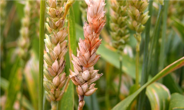 Türkiye fusarium