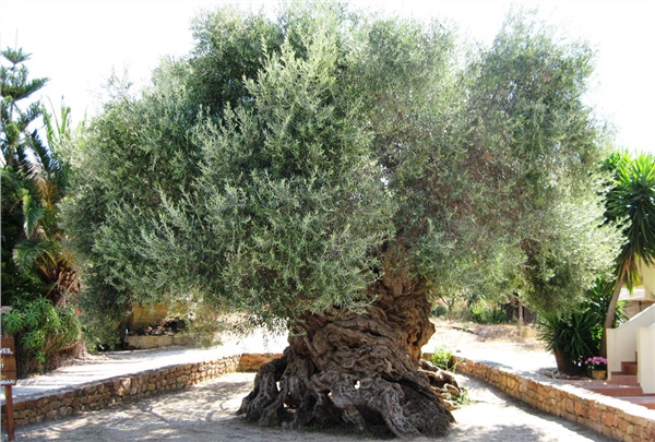 İki zeytin ağacının kısa yaşam öyküsü İki zeytin ağacının kısa yaşam öyküsü
