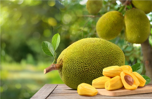Tropik meyve, yerel soru: Jackfruit Türkiye’ye uygun mu? Tropik meyve, yerel soru: Jackfruit Türkiye’ye uygun mu?