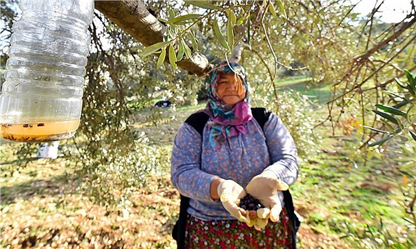 Bu yöntem 50 bin zeytin ağacını kurtardı Bu yöntem 50 bin zeytin ağacını kurtardı