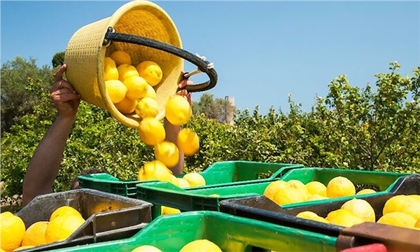 Limon ihracatı dört ay sonra yeniden başlıyor Limon ihracatı dört ay sonra yeniden başlıyor