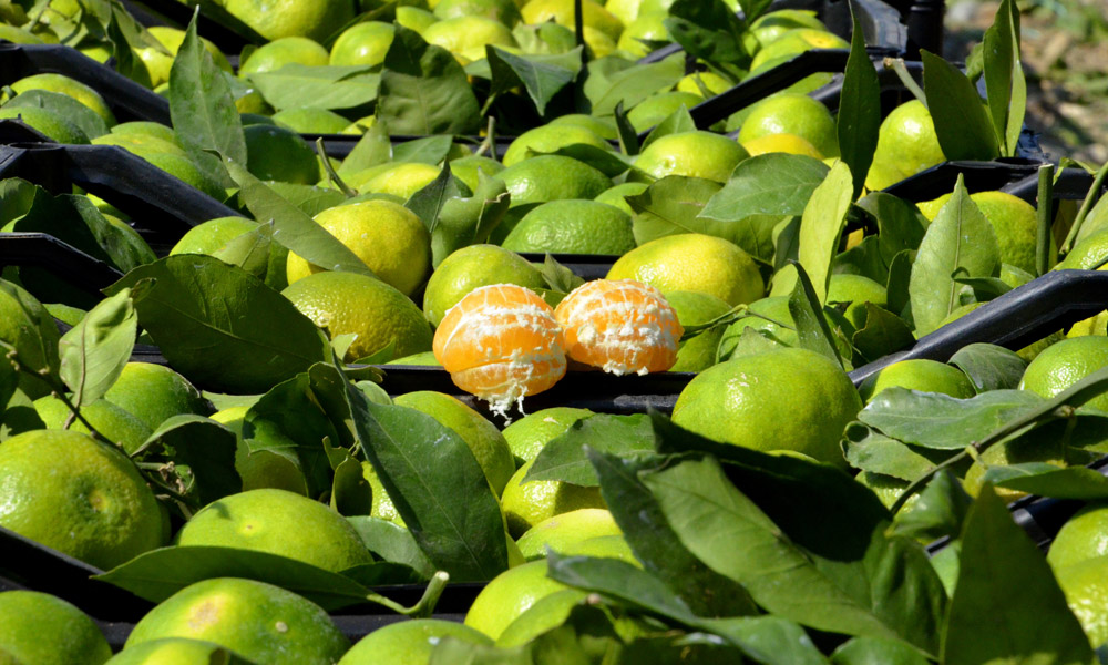 beklenen-dususun-haberini-mandalina-verdi.jpg