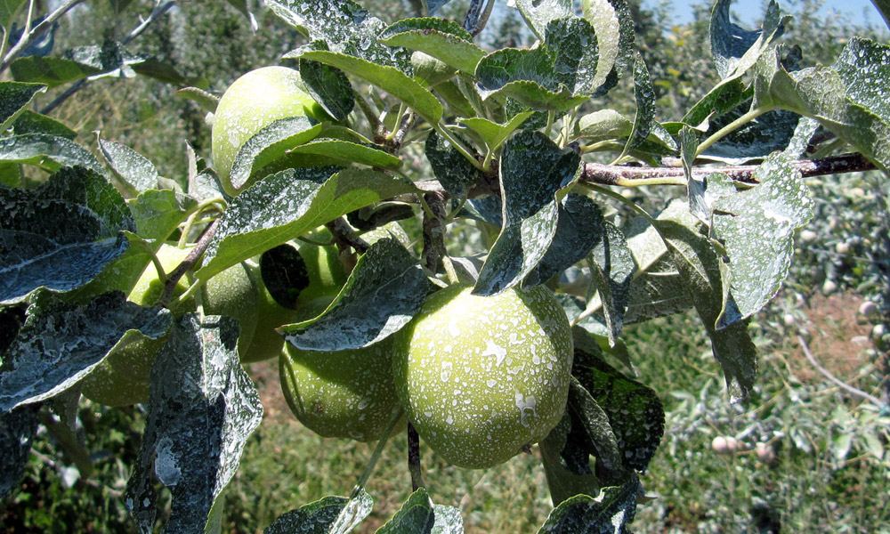 bitkide-gunes-yanikligi-ile-nasil-mucadele-etmeli1.jpg