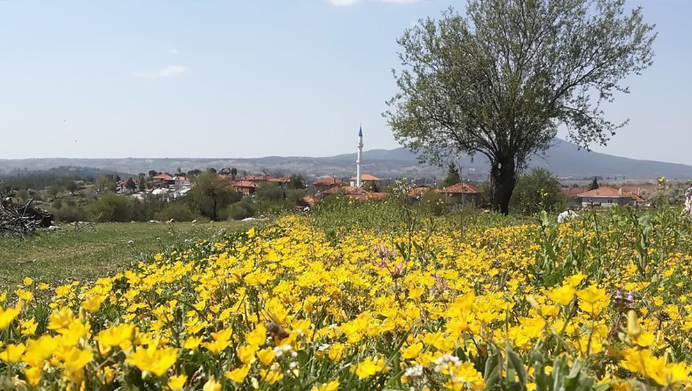 denizli-de-zeytinlikler-kurtuldu-derken1.jpg