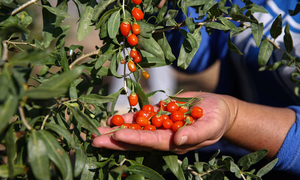 goji-berry-hayatini-degistirdi.jpg