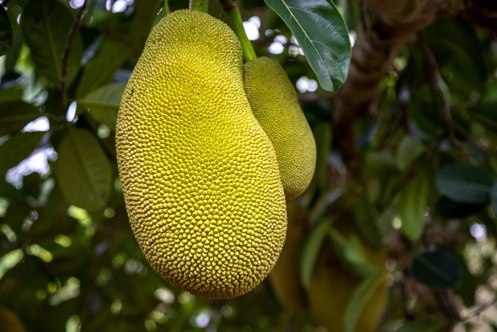 jackfruit-tropikal-meyve-2.jpg