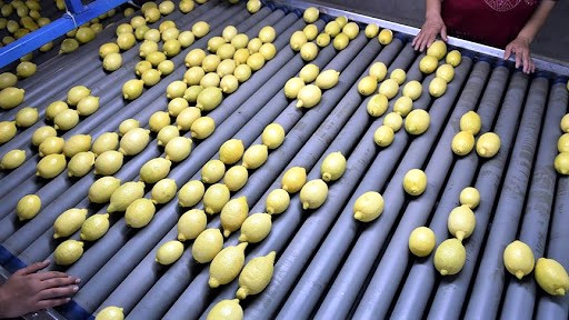 limon-ihracatina-yasak-mi-geliyor2.jpg