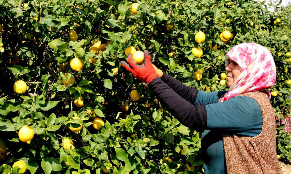 limonda-rotar-kayip-hanesini-buyutuyor2.jpg