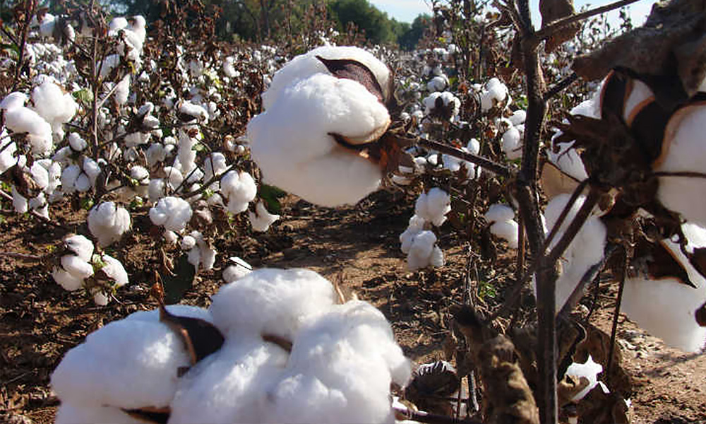 Собранный хлопок. Зерно хлопка. Pamukta defoliant. Cottonseed meal. Хлопок зерно