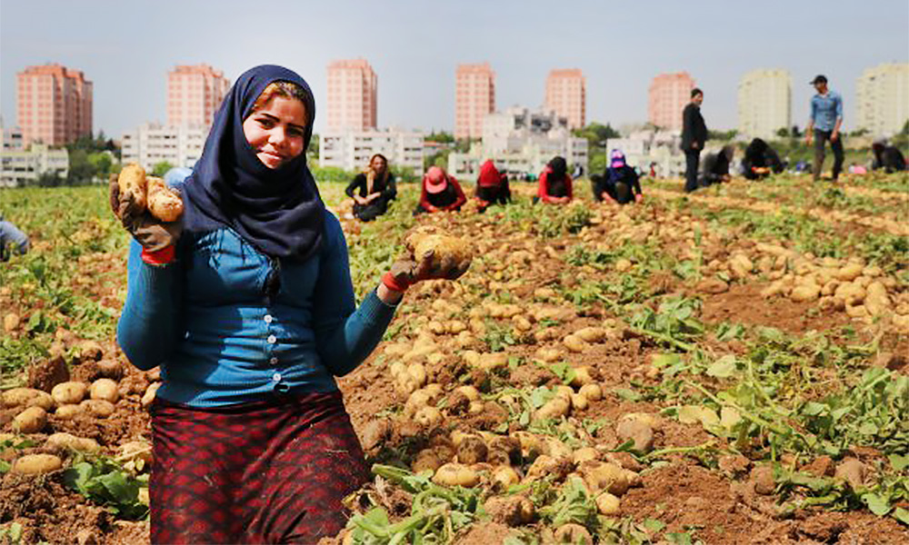 patates-ihracatla-mi-ithalatla-mi-anilacak.jpg