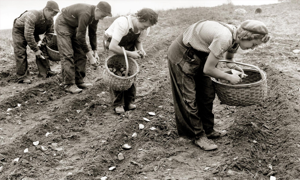 patates-nasil-avrupali-oldu.jpg