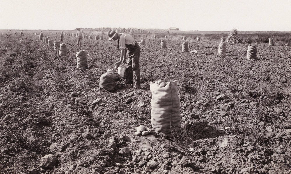 patates-nasil-avrupali-oldu8.jpg