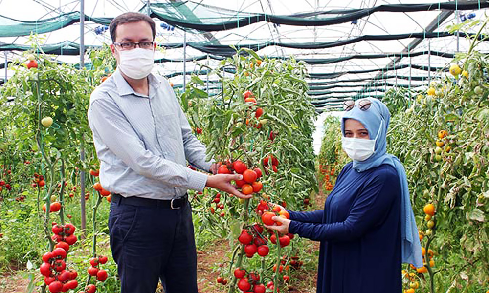 sel-sularina-direnen-domatesler-geliyor1.jpg