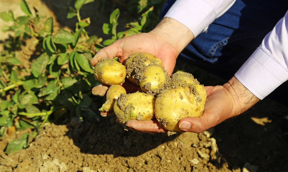 suriye-den-patates-ithalati-basladi1.jpg