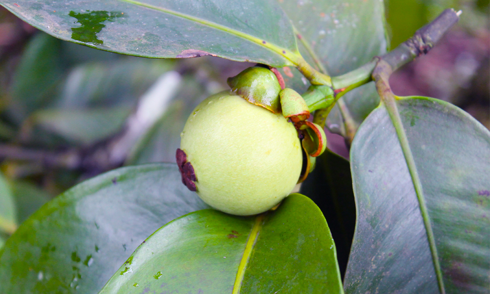tanrilarin-meyvesi-mangostan2.jpg