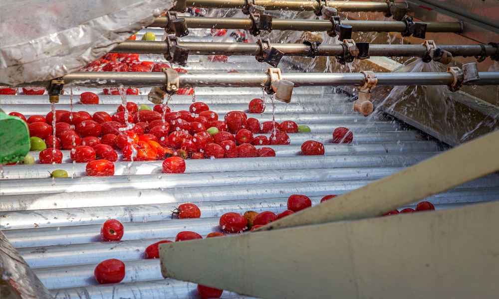 tarla-domatesi-pazar-ve-market-tezgahlarinda2.jpg