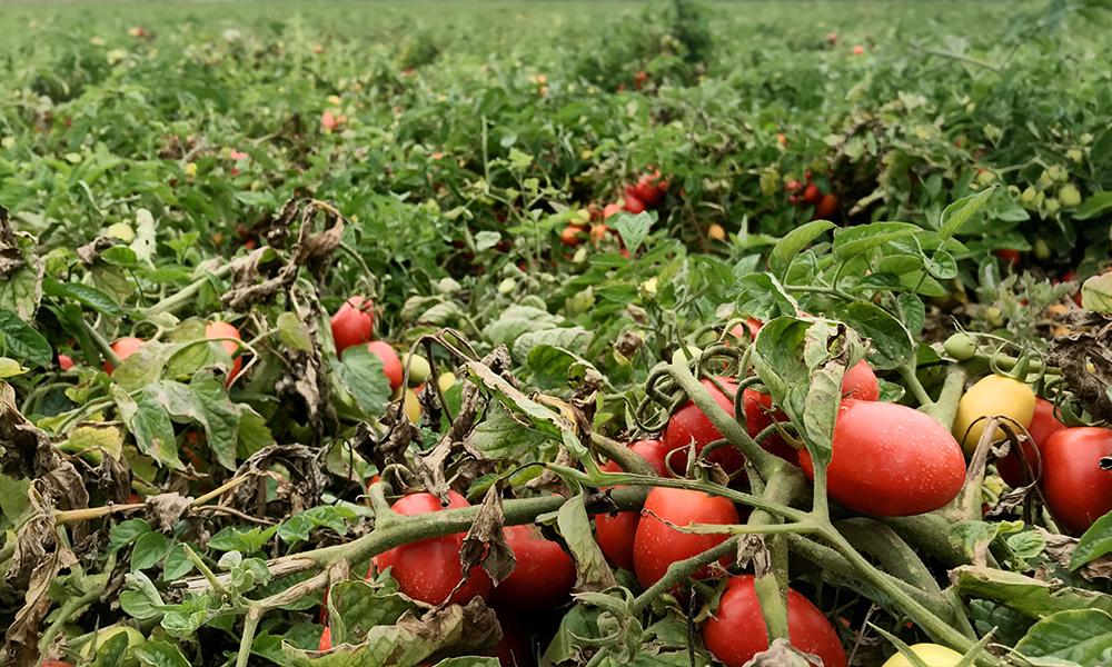 tarlasera-haziran-sayisi-okurlariyla-bulustu2.jpg