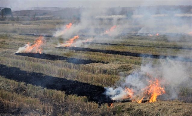 trakya-da-celtik-sapindan-elektrik-uretilecek1.jpg