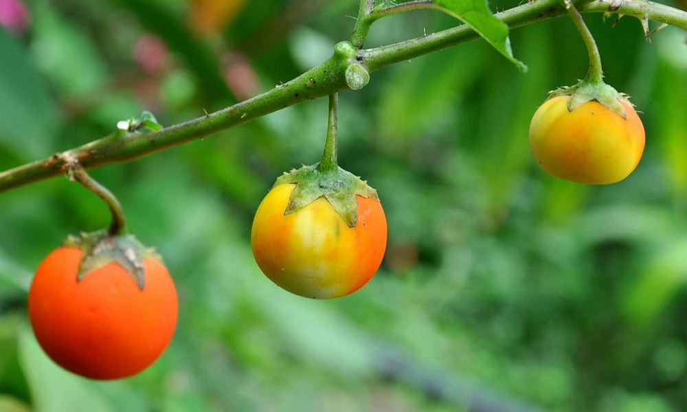 yabani-domateslerin-bas-dondurucu-evrimi1.jpg